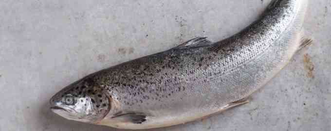 внешний вид горбуши