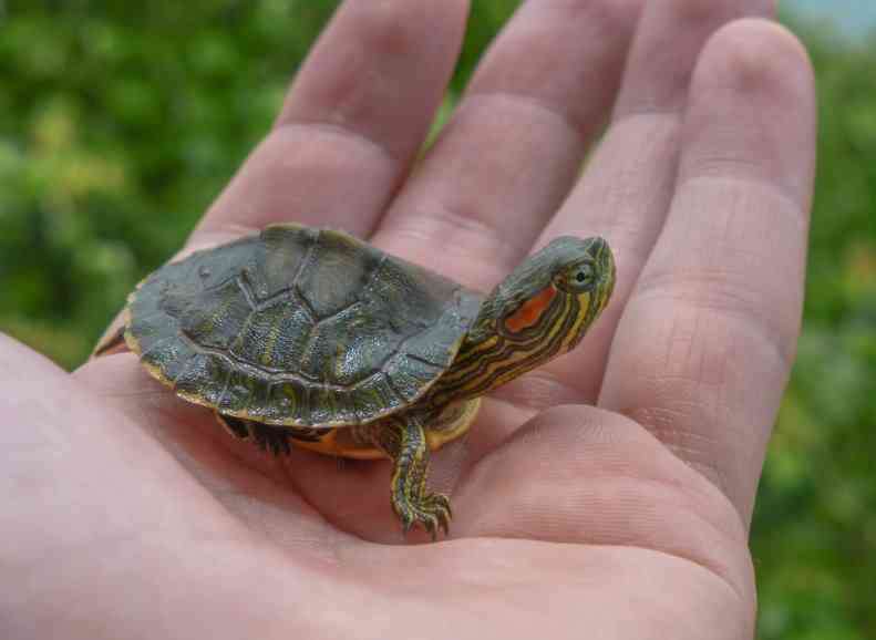 особенности содержания красноухойчерепахи