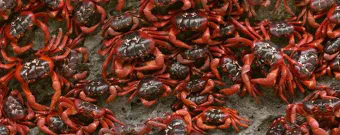 нашествие крабов