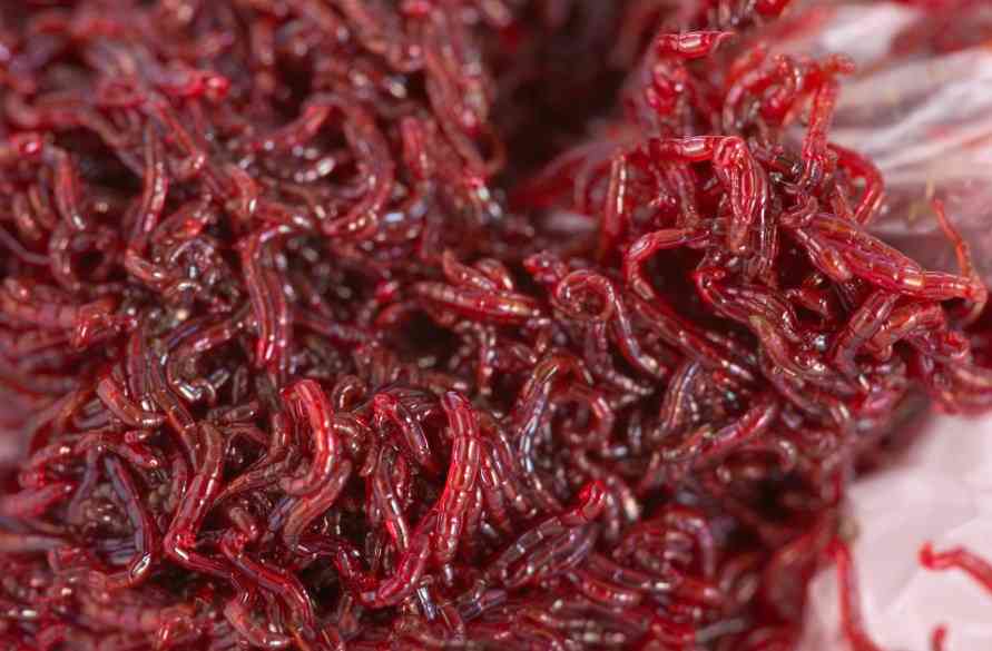 свежий мотыль