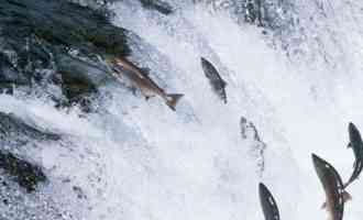 чем полезна горбуша