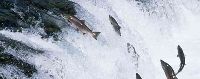 чем полезна горбуша