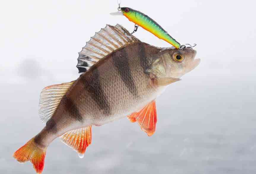 как поймать окуня 