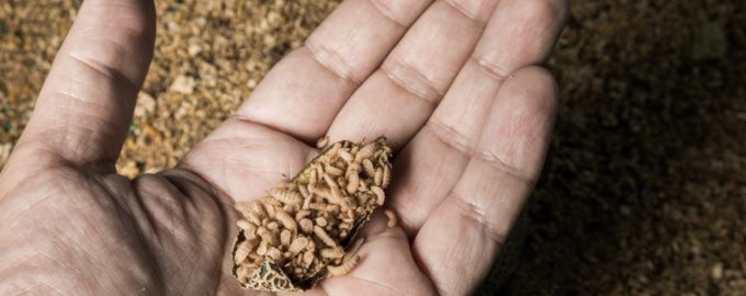 опарыш для рыбалки