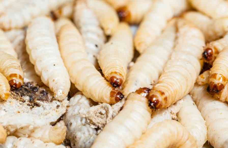 червь опарыш