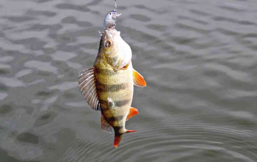 окунь речной