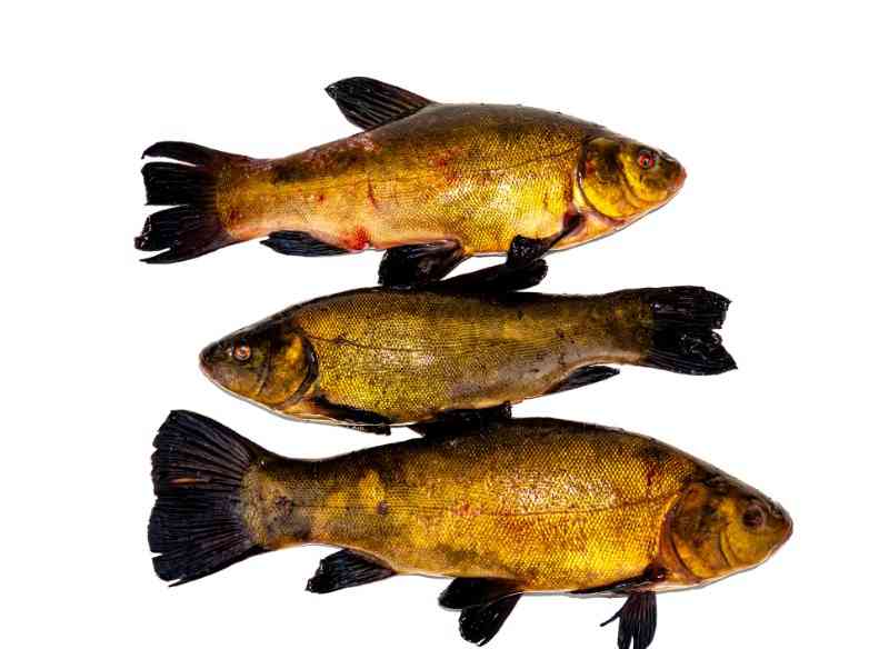 как выглядит линь