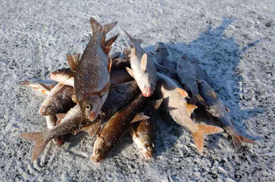 замороженная рыба