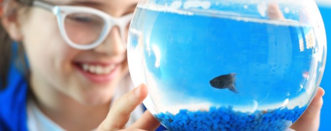 размещение аквариума