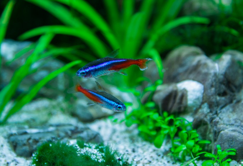 небольшие неоны