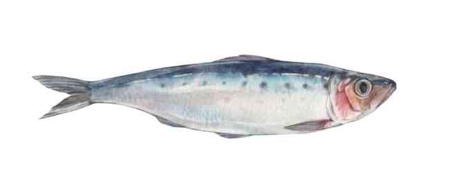 как выглядит сельдь иваси