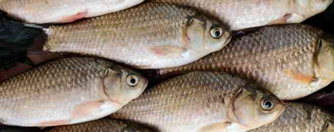 улов карасей