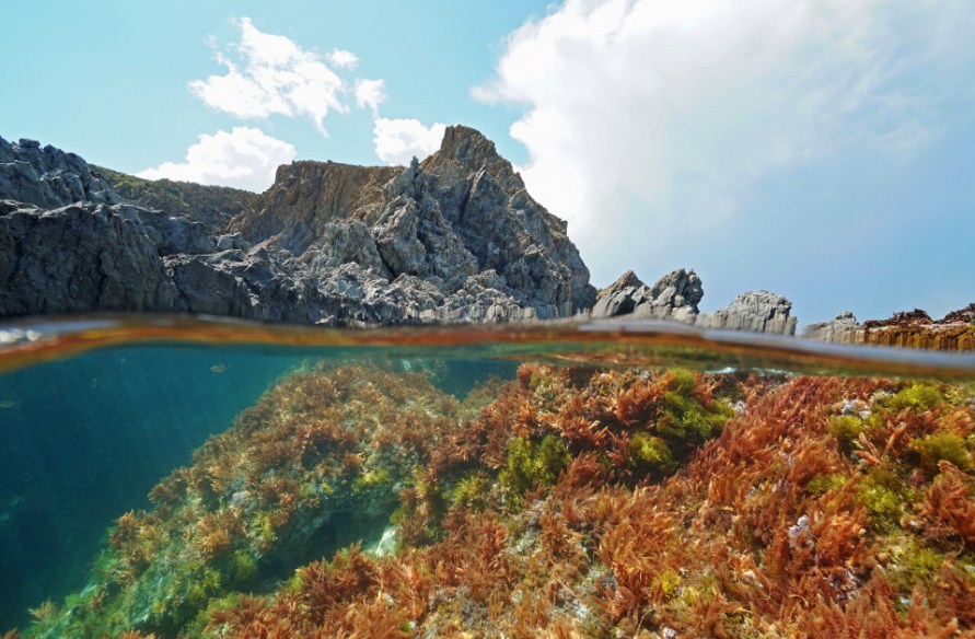 растительность