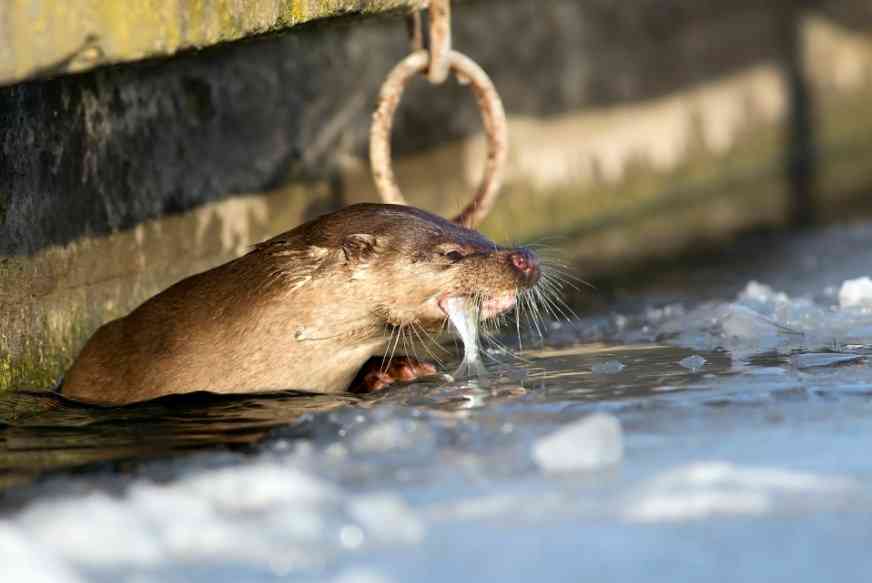 улов могут съесть животные 