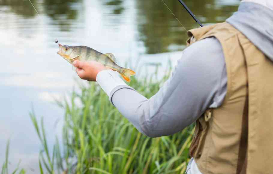 окунь полосатый