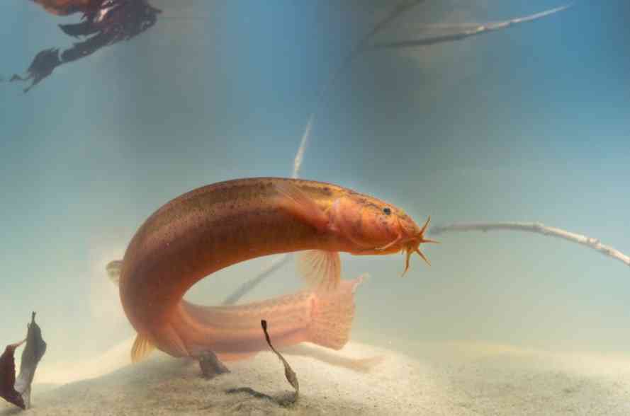 ловля вьюна 