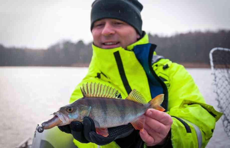 как ловить окуня 