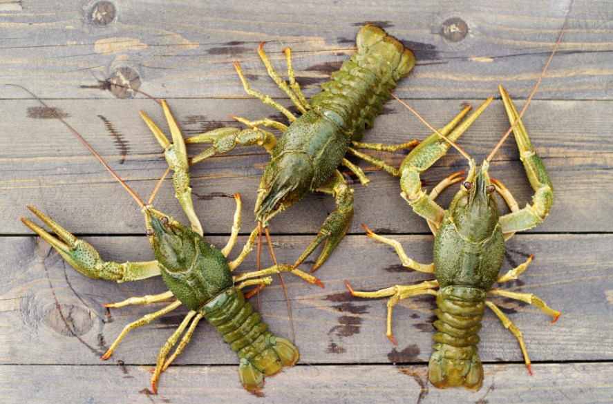 речные раки 