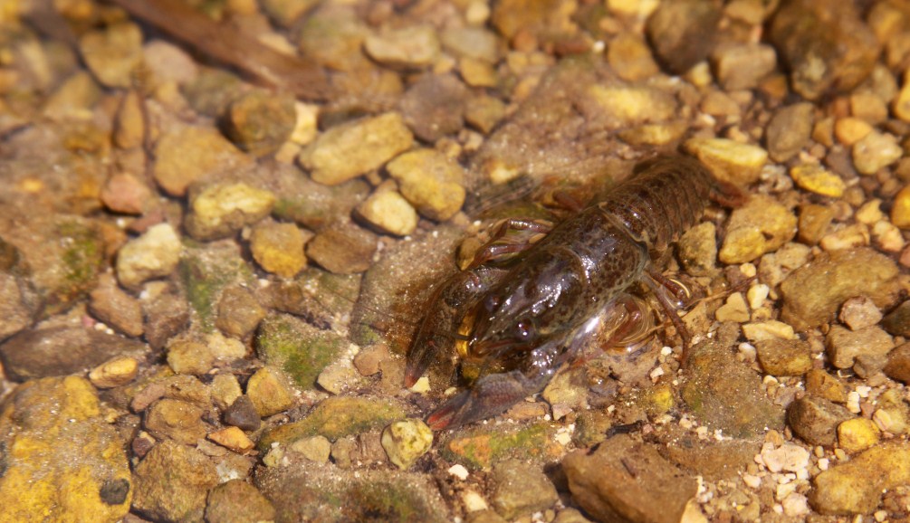 маленький рак 