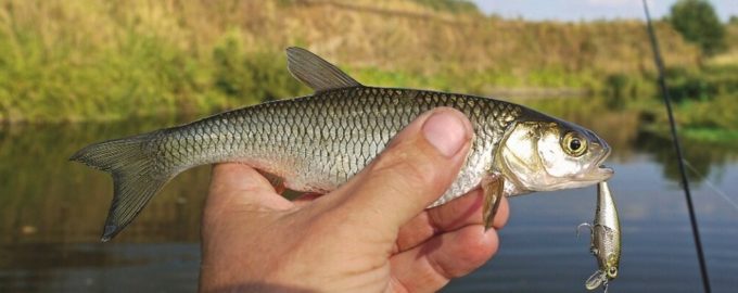 как ловить ельца весной