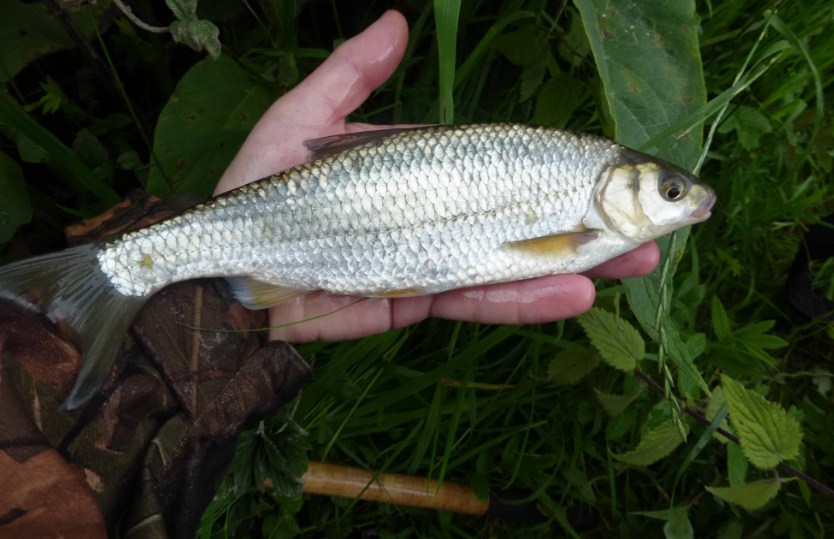 елец весной