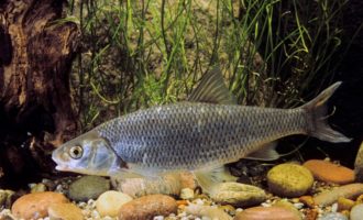 внешний вид ельца