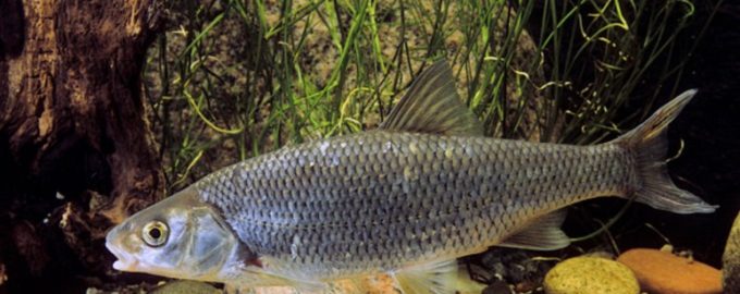 внешний вид ельца