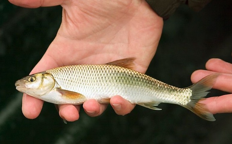 весенняя ловля ельца 