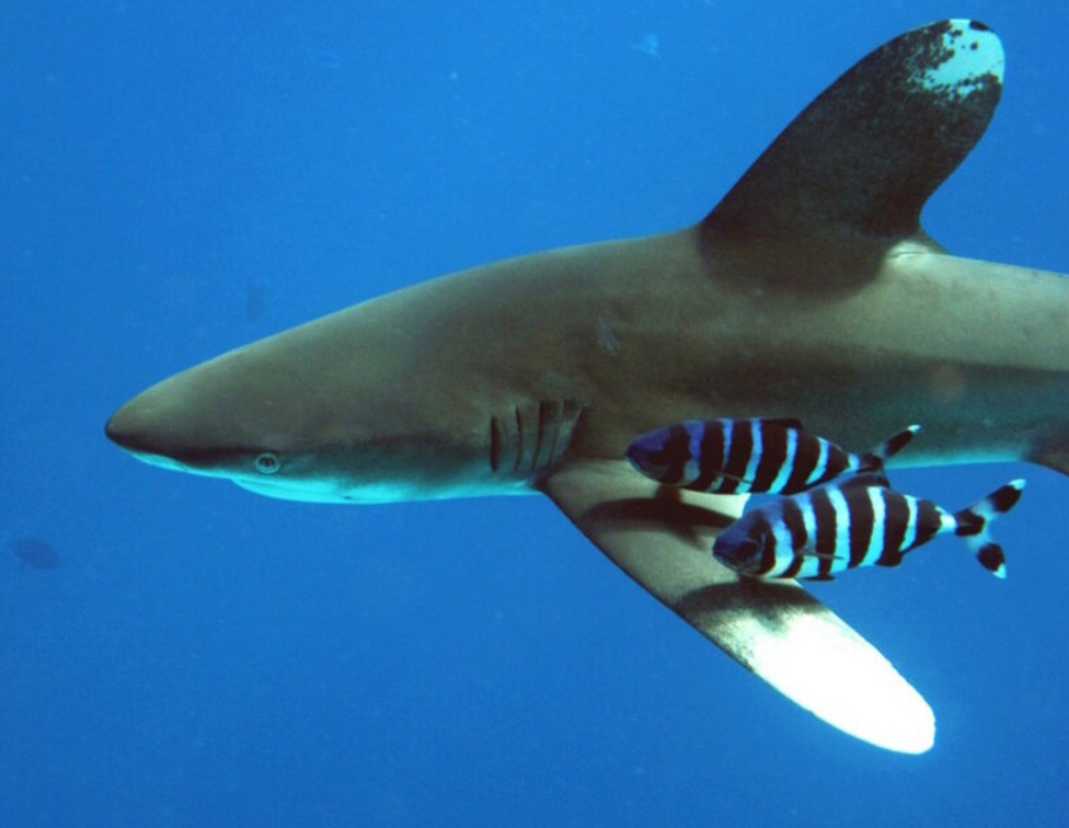 акула в воде