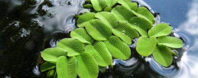 как выглядит сальвиния