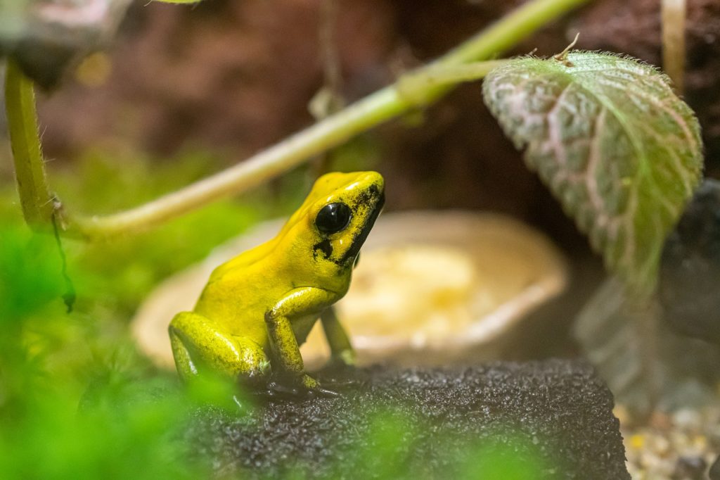 как содержать лягушку в аквариуме 
