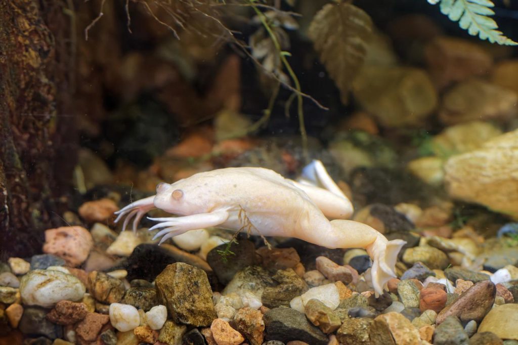 шпорцевая лягушка