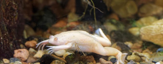 шпорцевая лягушка