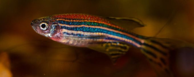 рыбка данио