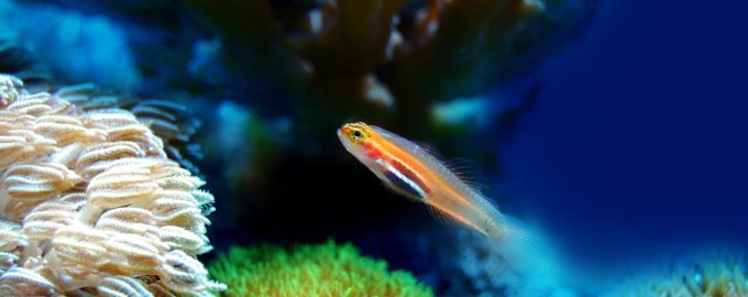 как охлаждать воду