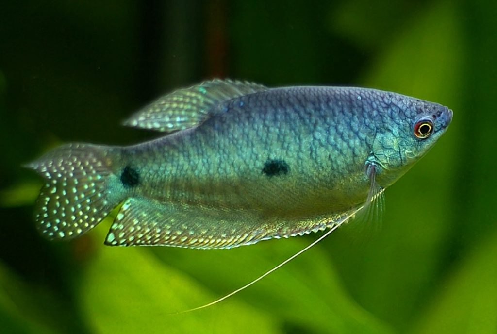 как выглядит голубой гурами 