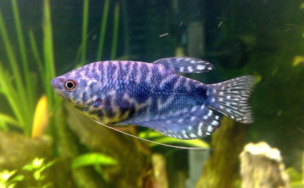 рыбка гурами 