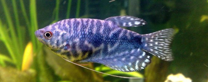 рыбка гурами