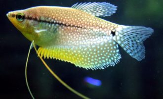 жемчужный гурами