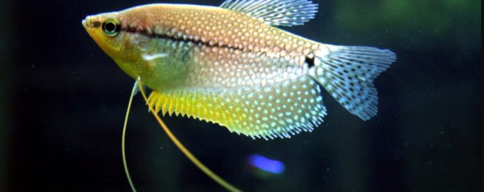 жемчужный гурами