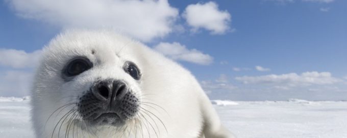 белый тюлень