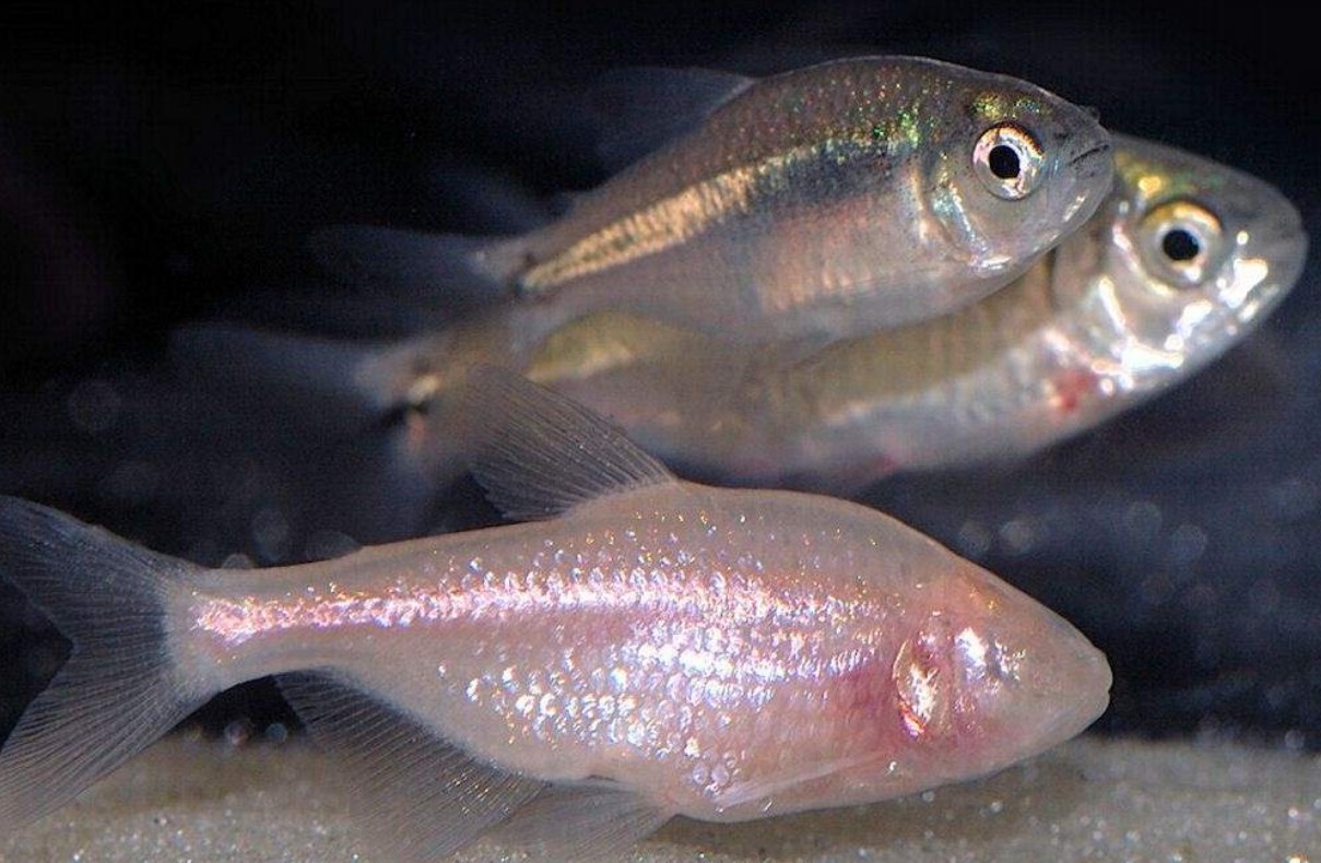 мексиканская слепая рыба 