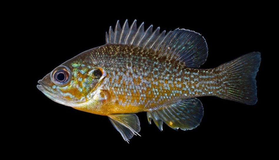 синежаберный солнечник