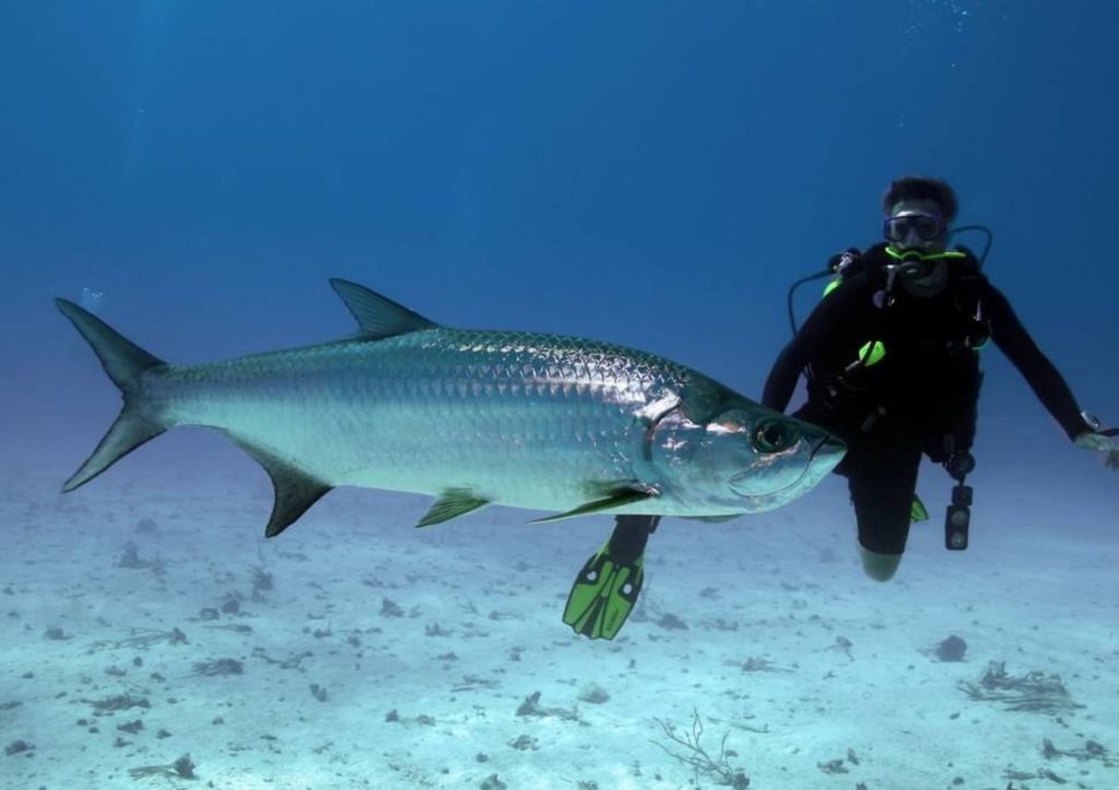 внешний вид рыбы тарпон 