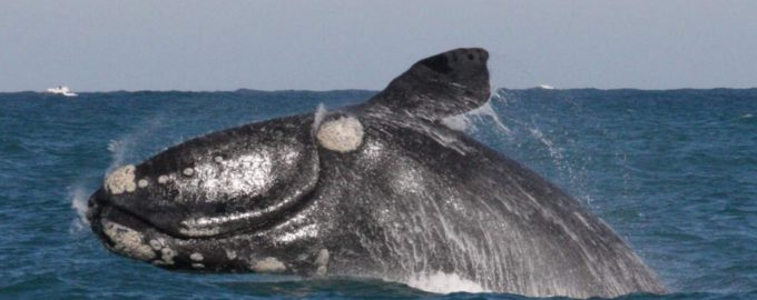 японский кит кат