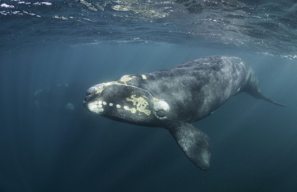 как выглядит японский кит 