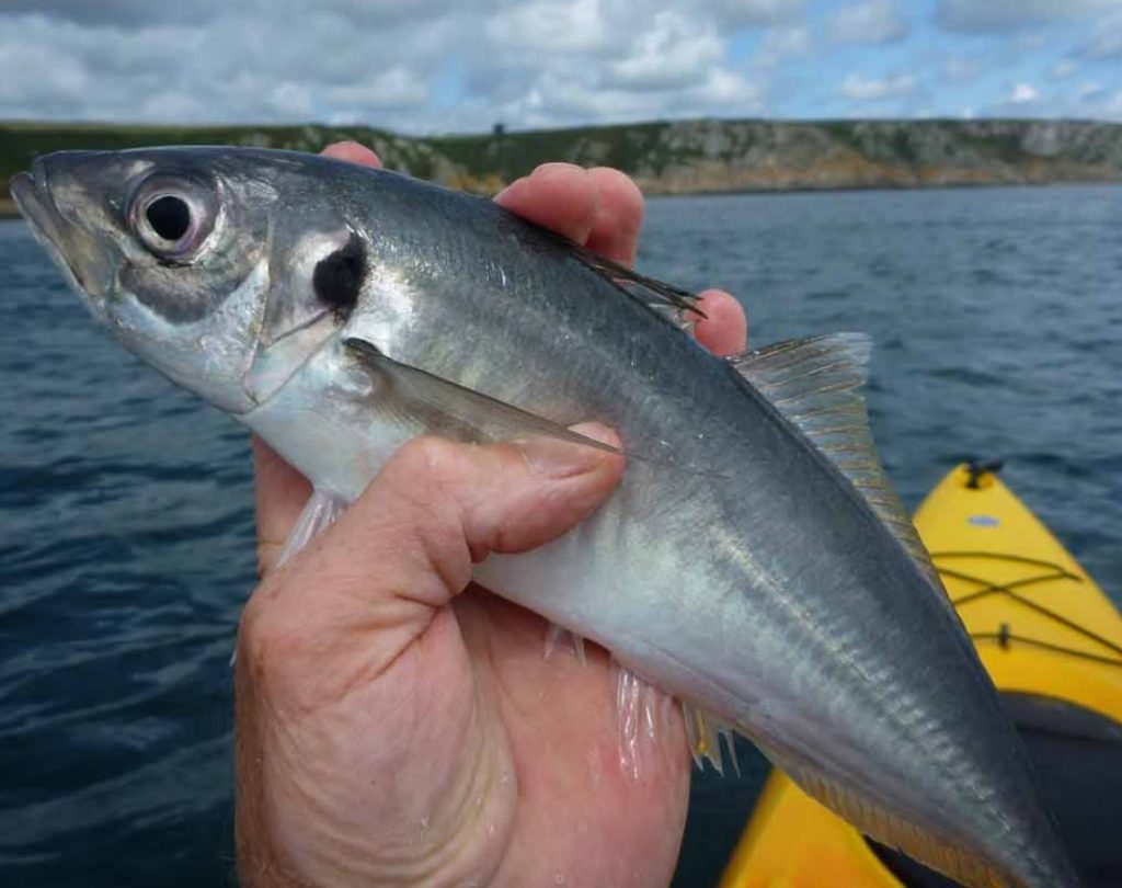 как поймать ставриду 