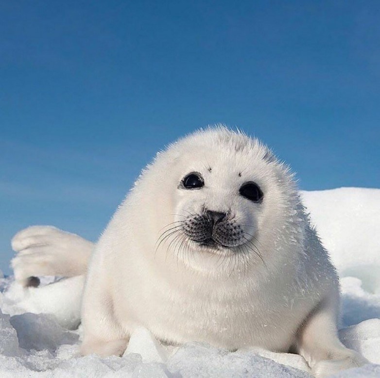 тюлень на снегу 