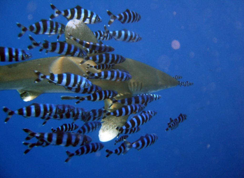 как выглядит рыба лоцман