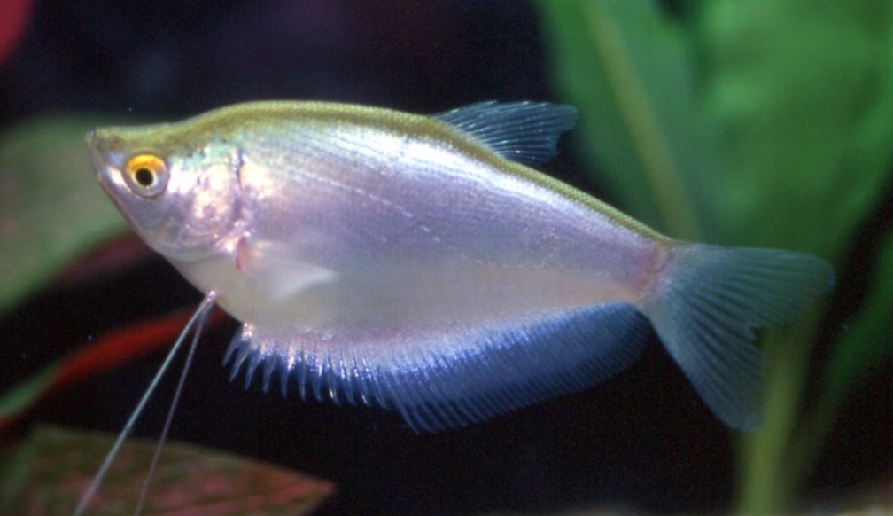 белый гурами 